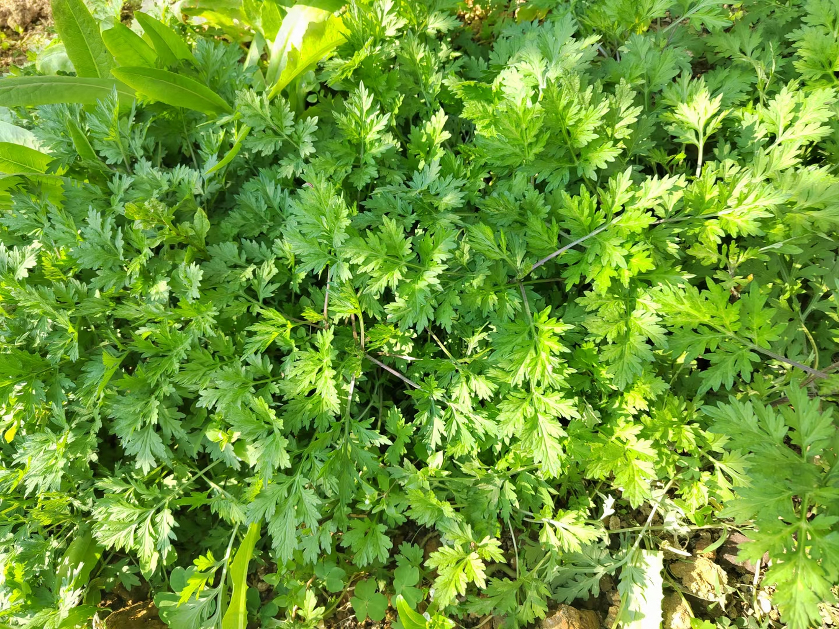 随处可见的鲜艾草绿油油一片7815 ①新鲜艾叶主要的功效能够起到