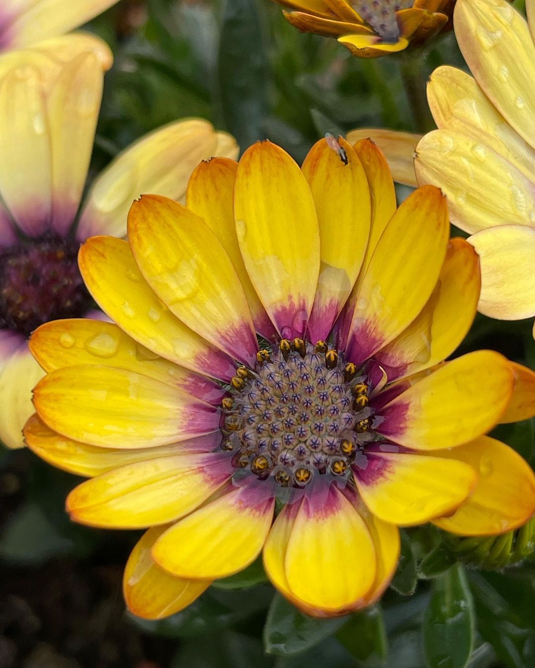 把每一天都过得有滋有味,像蓝目菊一样,即使在角落里,也要盛开出属于