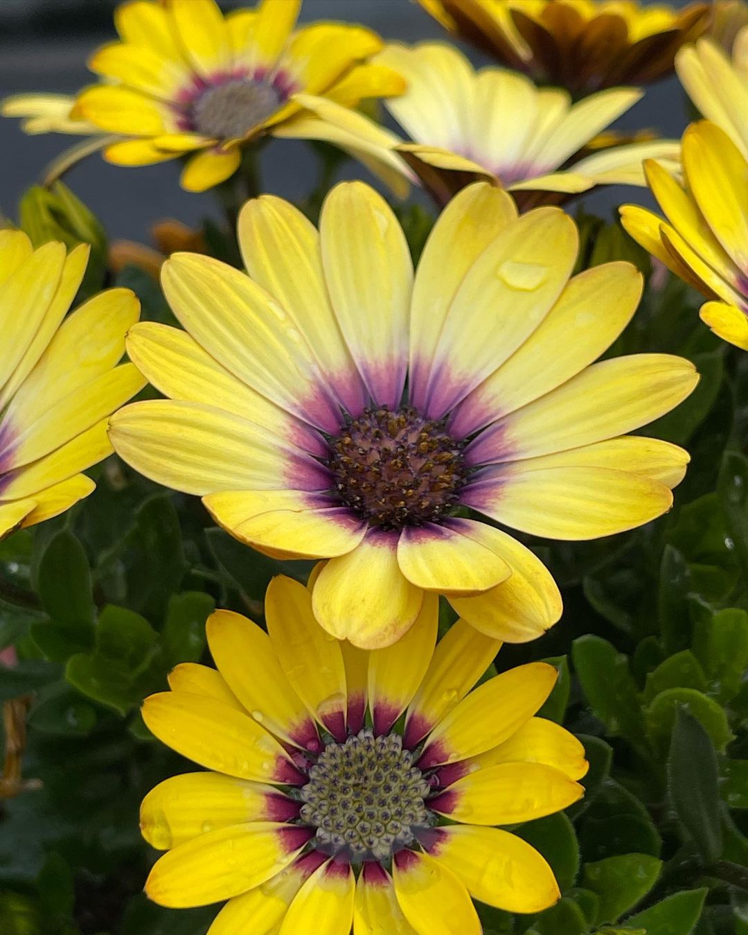 把每一天都过得有滋有味,像蓝目菊一样,即使在角落里,也要盛开出属于