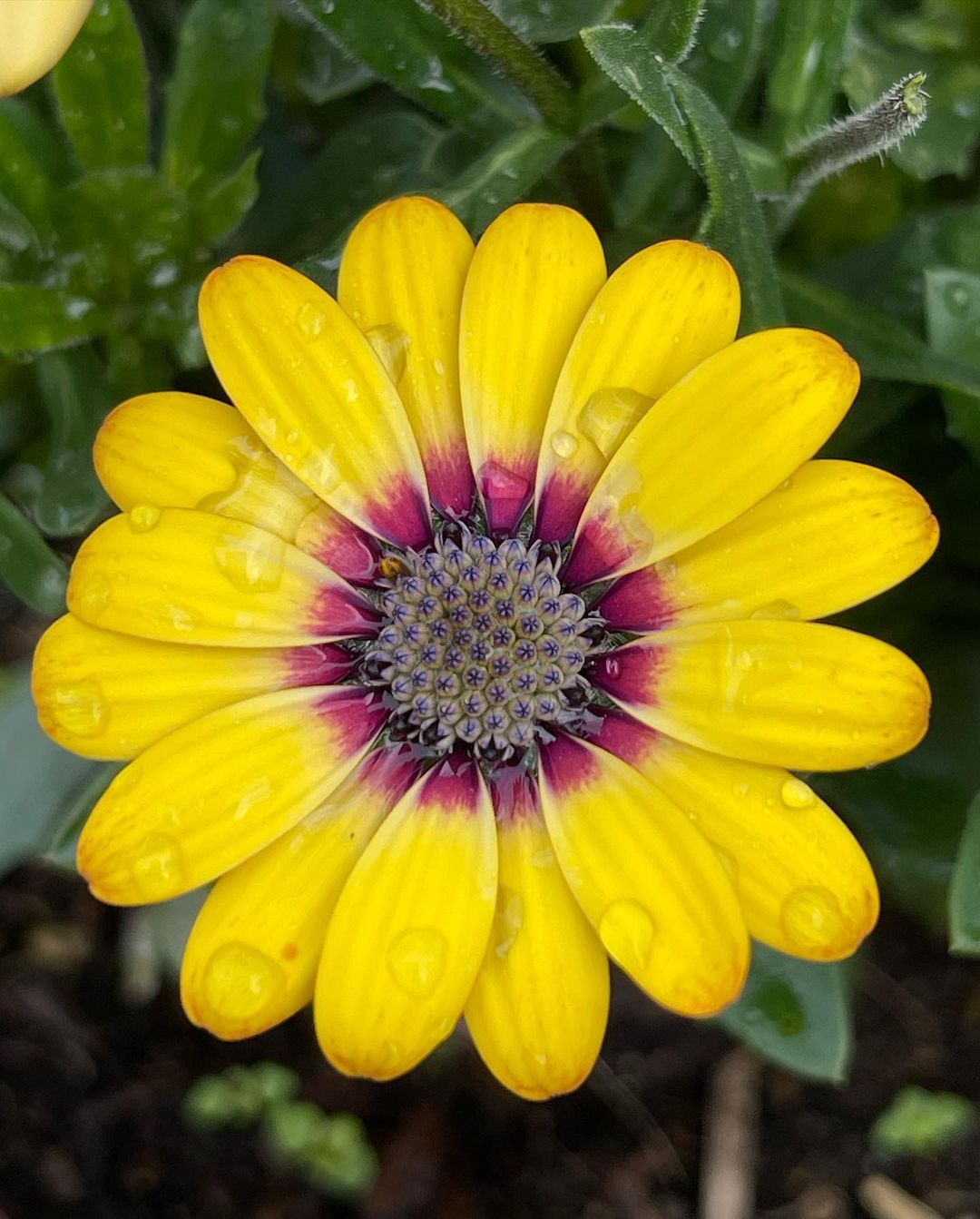 把每一天都过得有滋有味,像蓝目菊一样,即使在角落里,也要盛开出属于
