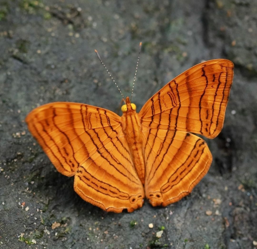 波浪枫叶蛱蝶,在明亮的橙色翅膀上有精致细小的波浪线因此得名