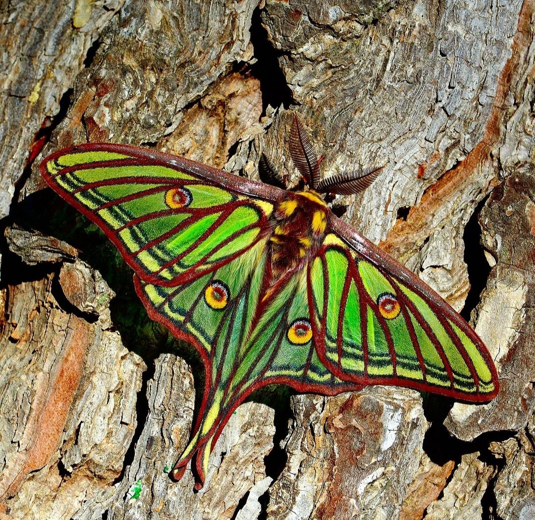 绿色的飞蛾绿色蛾子图片20种最漂亮的飞蛾颜色鲜艳的蛾子身上绿色的