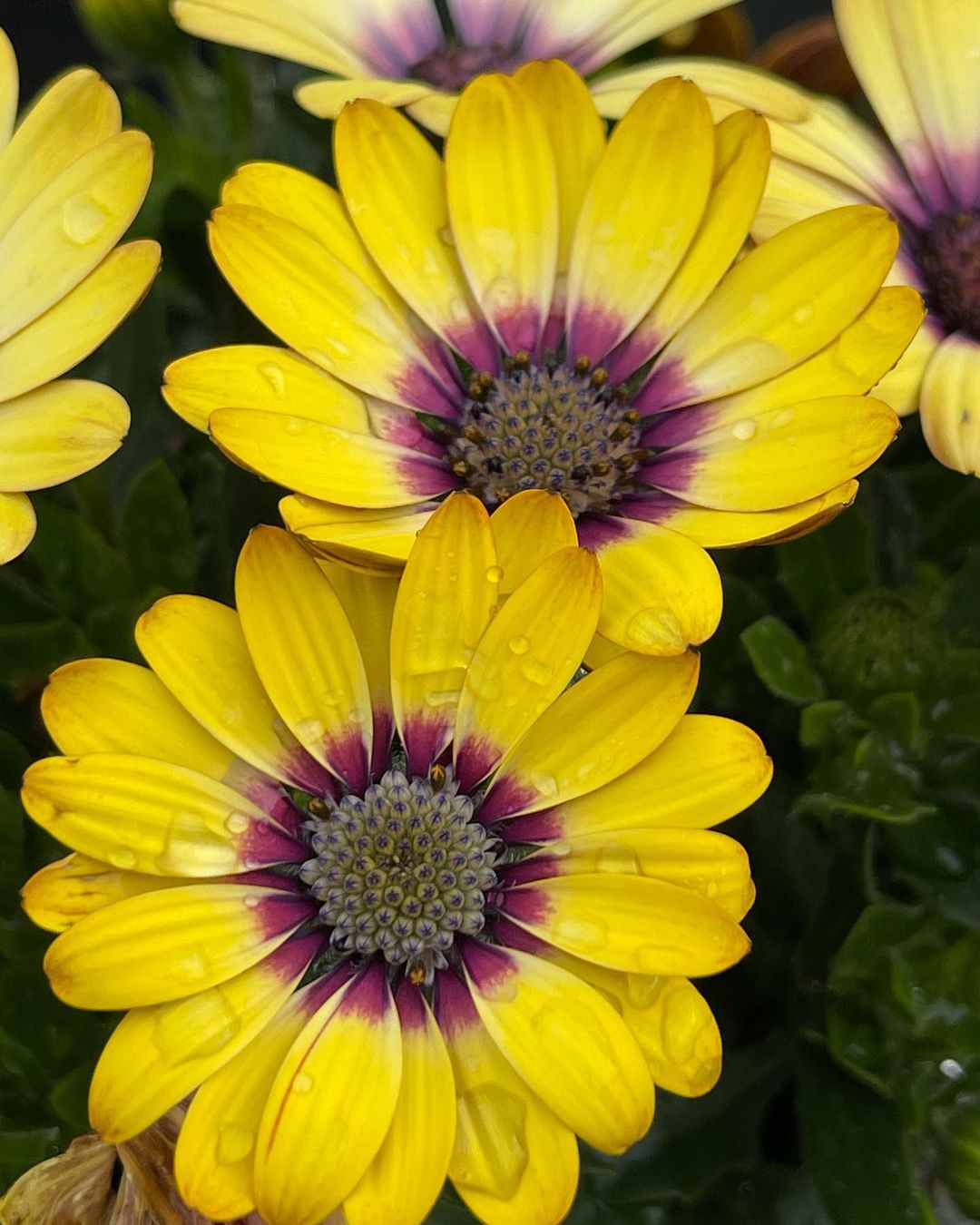 把每一天都过得有滋有味,像蓝目菊一样,即使在角落里,也要盛开出属于