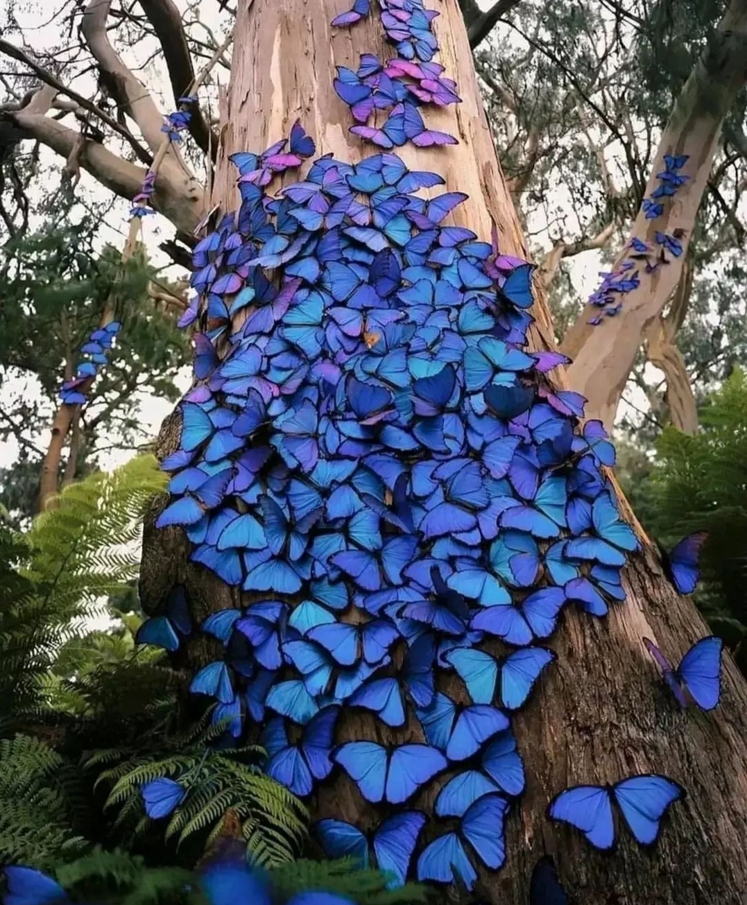蓝闪蝶,又名蓝摩尔福蝶,是蛱蝶科.@冰影摄界的动态