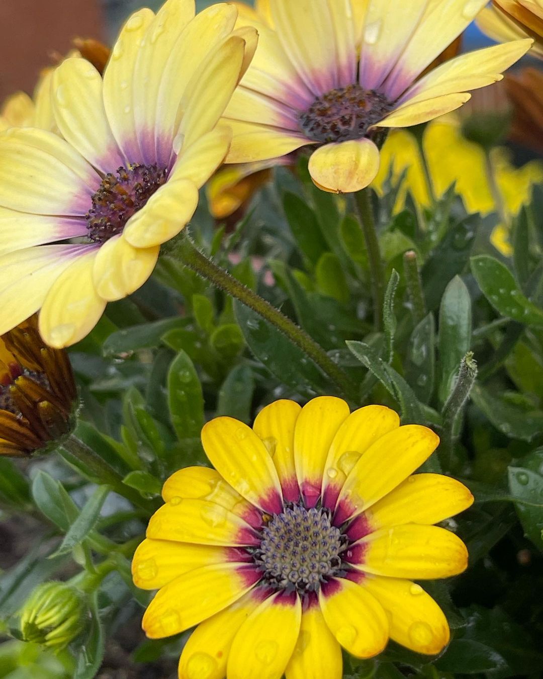 把每一天都过得有滋有味,像蓝目菊一样,即使在角落里,也要盛开出属于