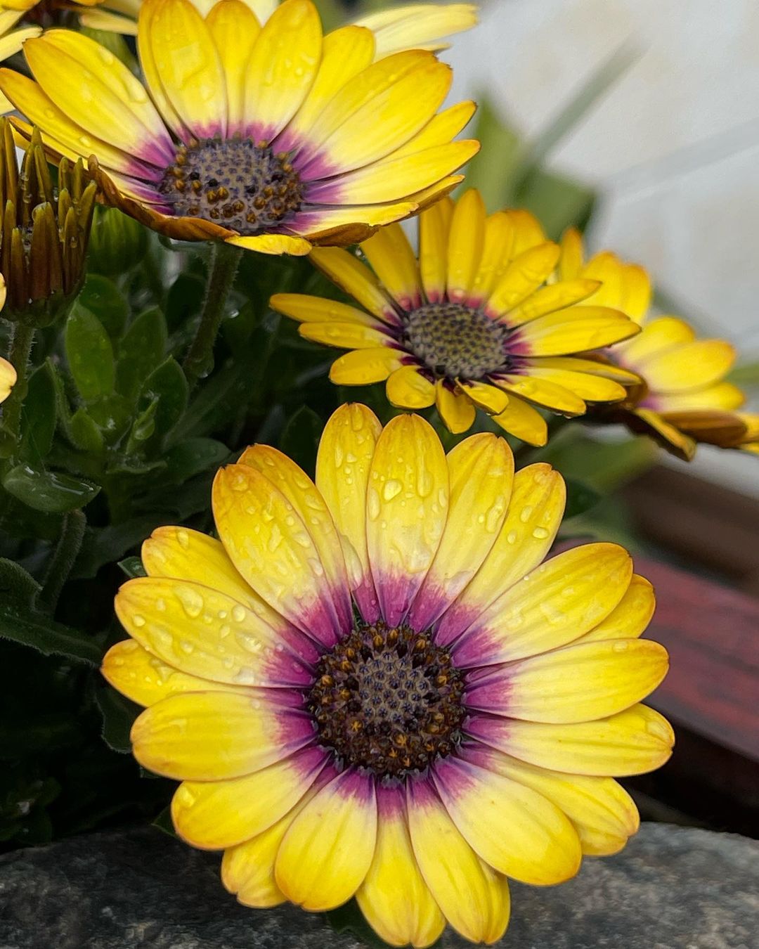 把每一天都过得有滋有味,像蓝目菊一样,即使在角落里,也要盛开出属于