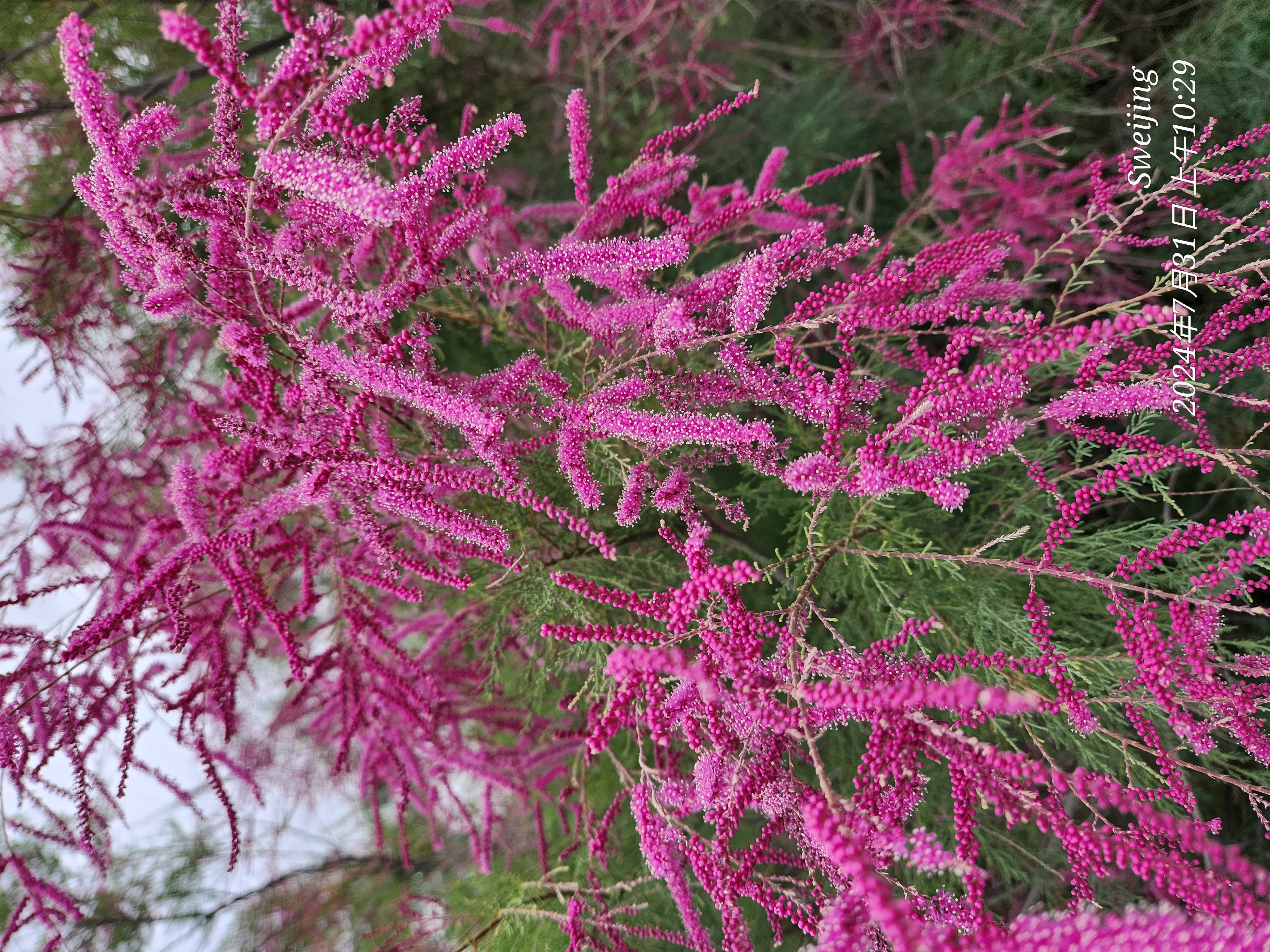 新疆标志性植物图片