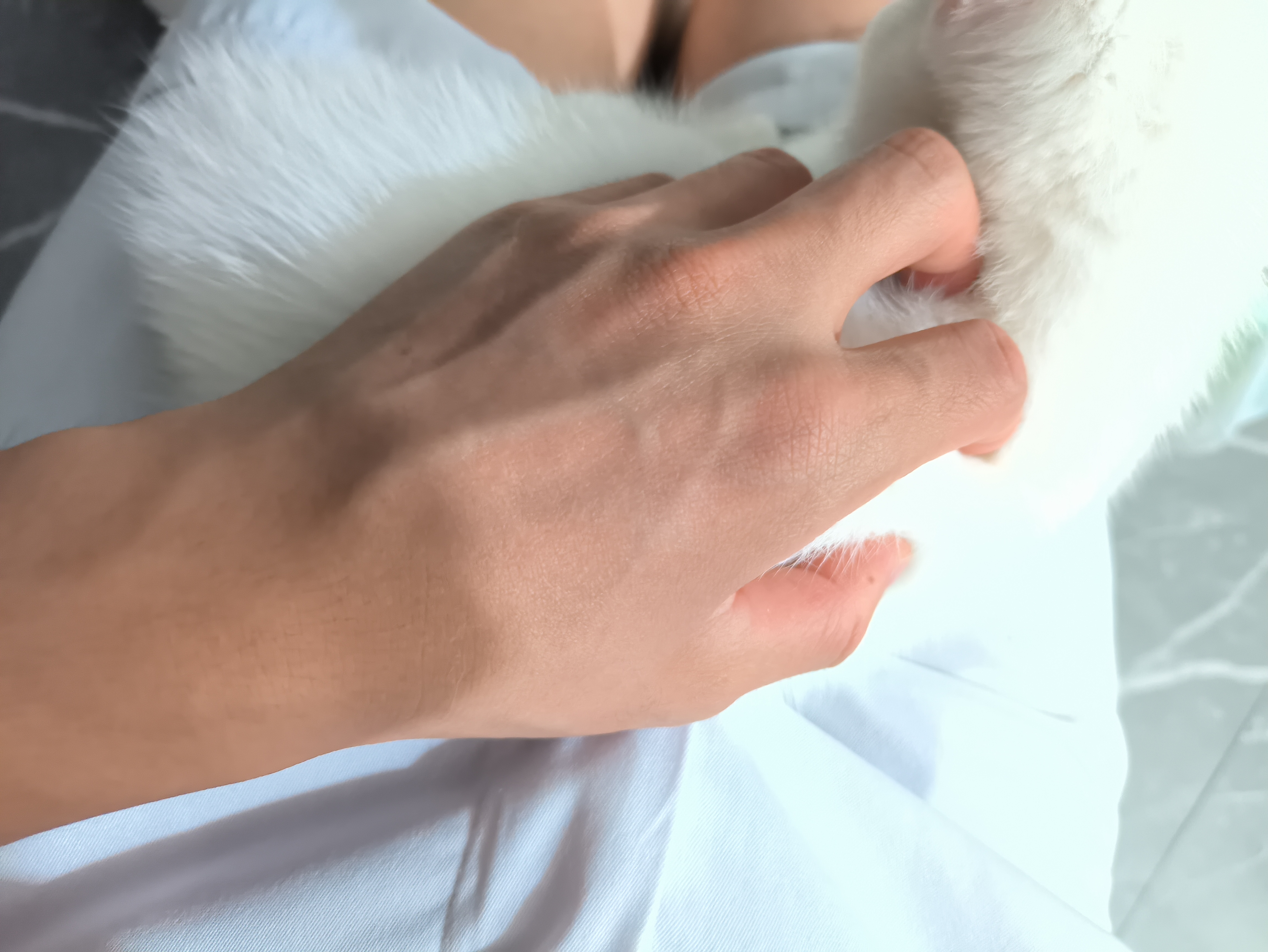 想摸的不只是猫咪还有你的头,和掐你的脖子