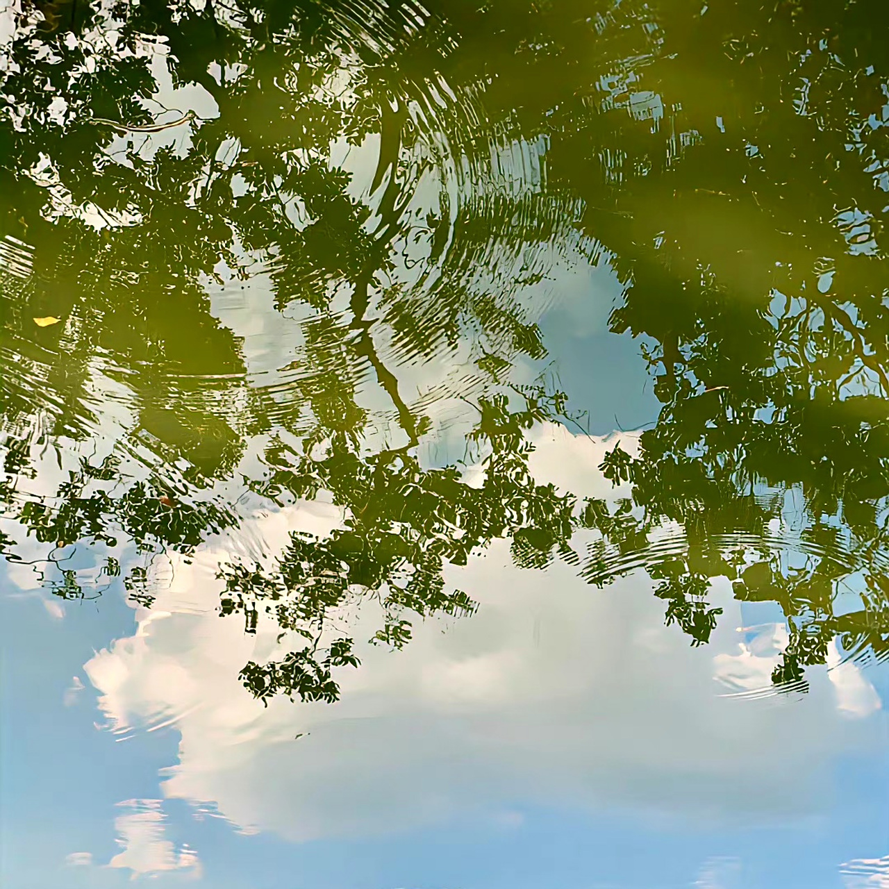 绿色背景图 #生活# #ins风# #绿色# #背景图