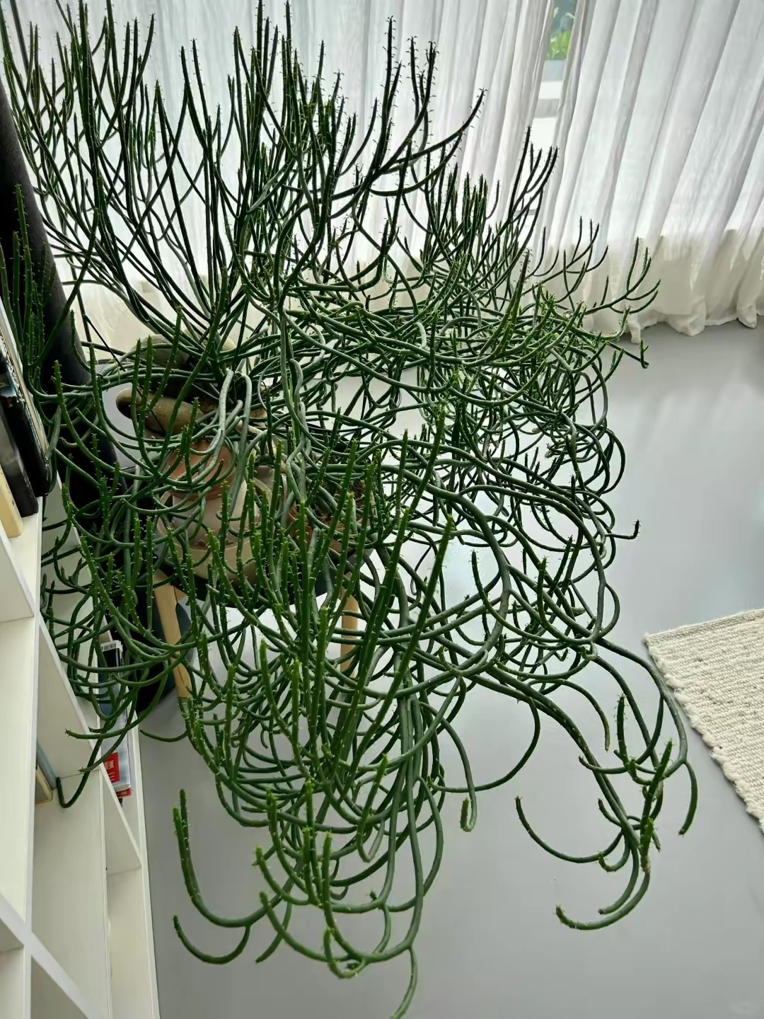 你让它疯长,它就长这样,不修边幅,张牙舞爪,霸气外露