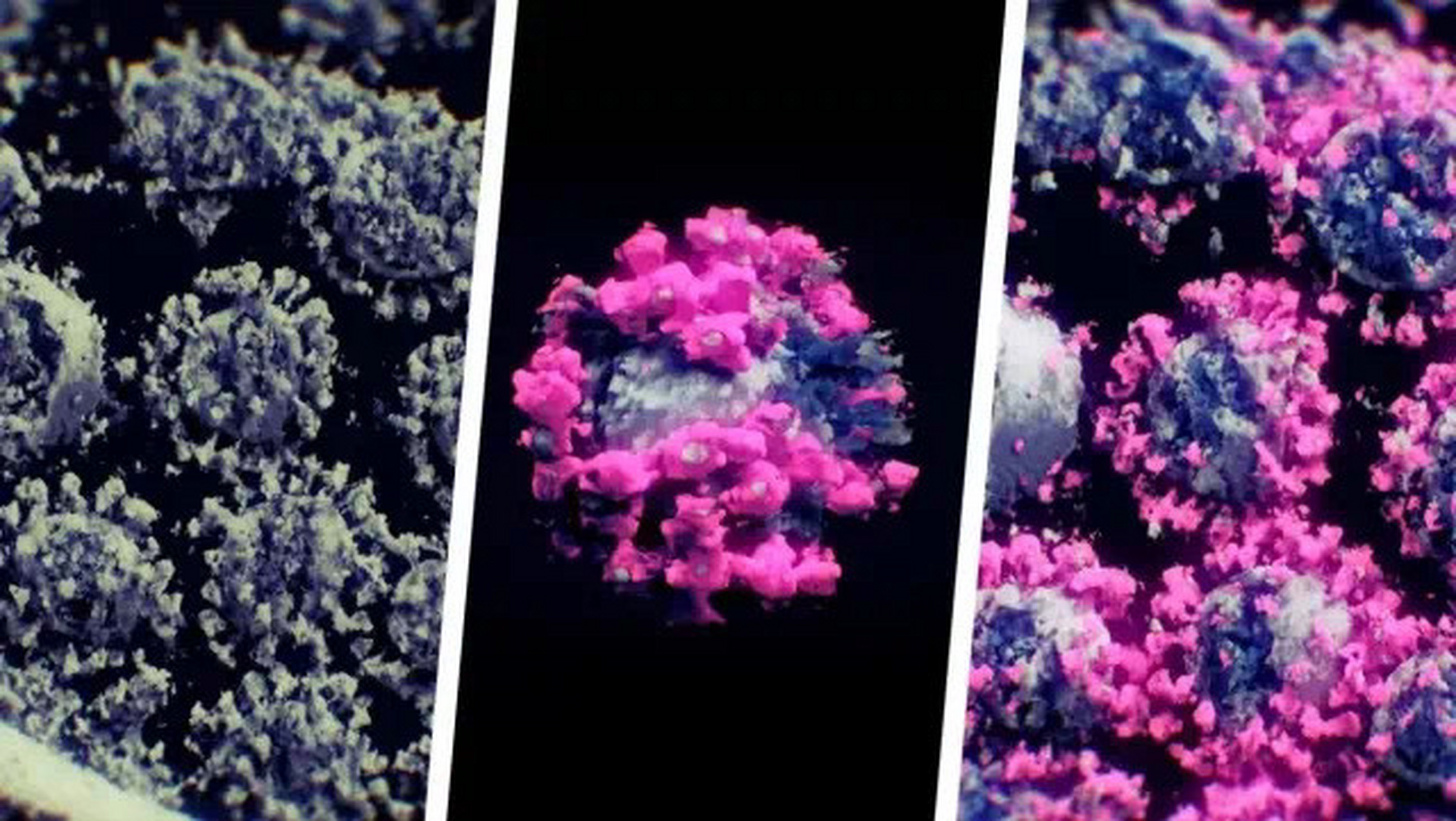 2020年12月23日,英国宣布,又发现了另一种传染性更强的变异新冠病毒.