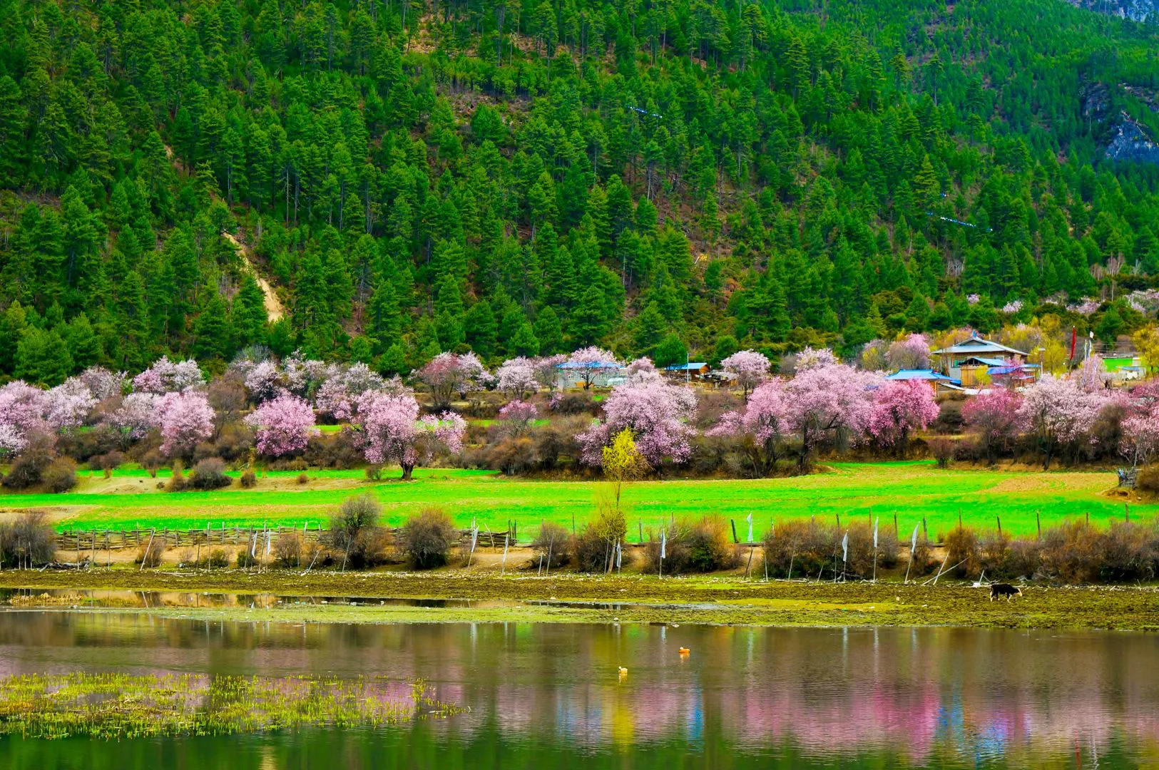 林芝旅游最佳季节图片