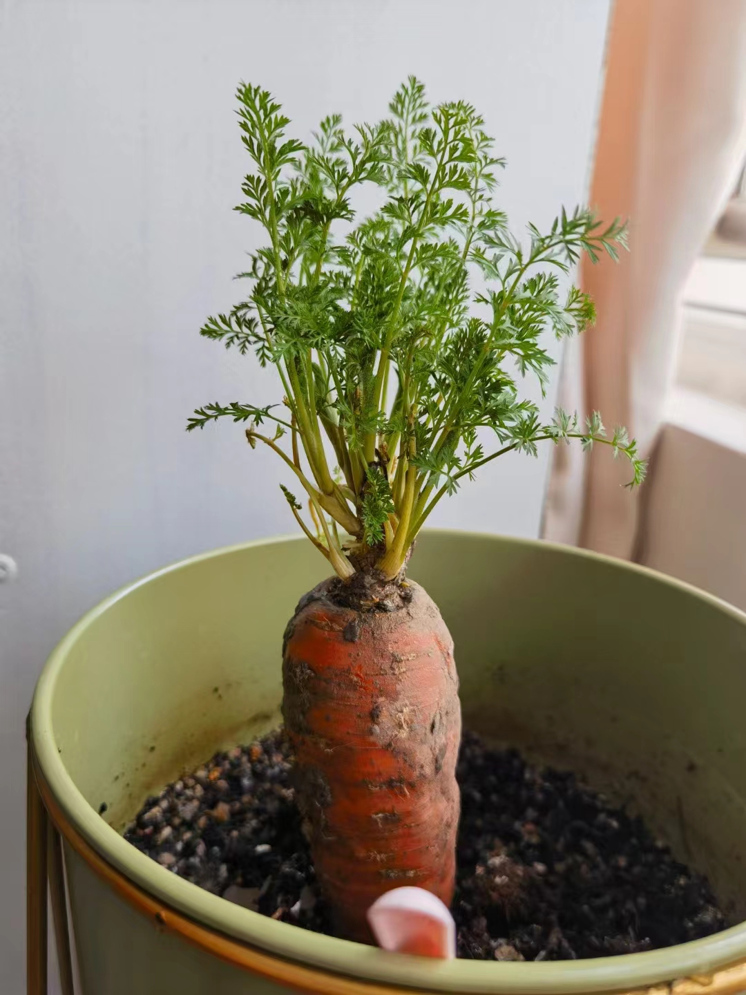 哈哈,出差前, 把冰箱里一颗刚发芽的胡萝卜 摁在了一个废花盆里 扔在