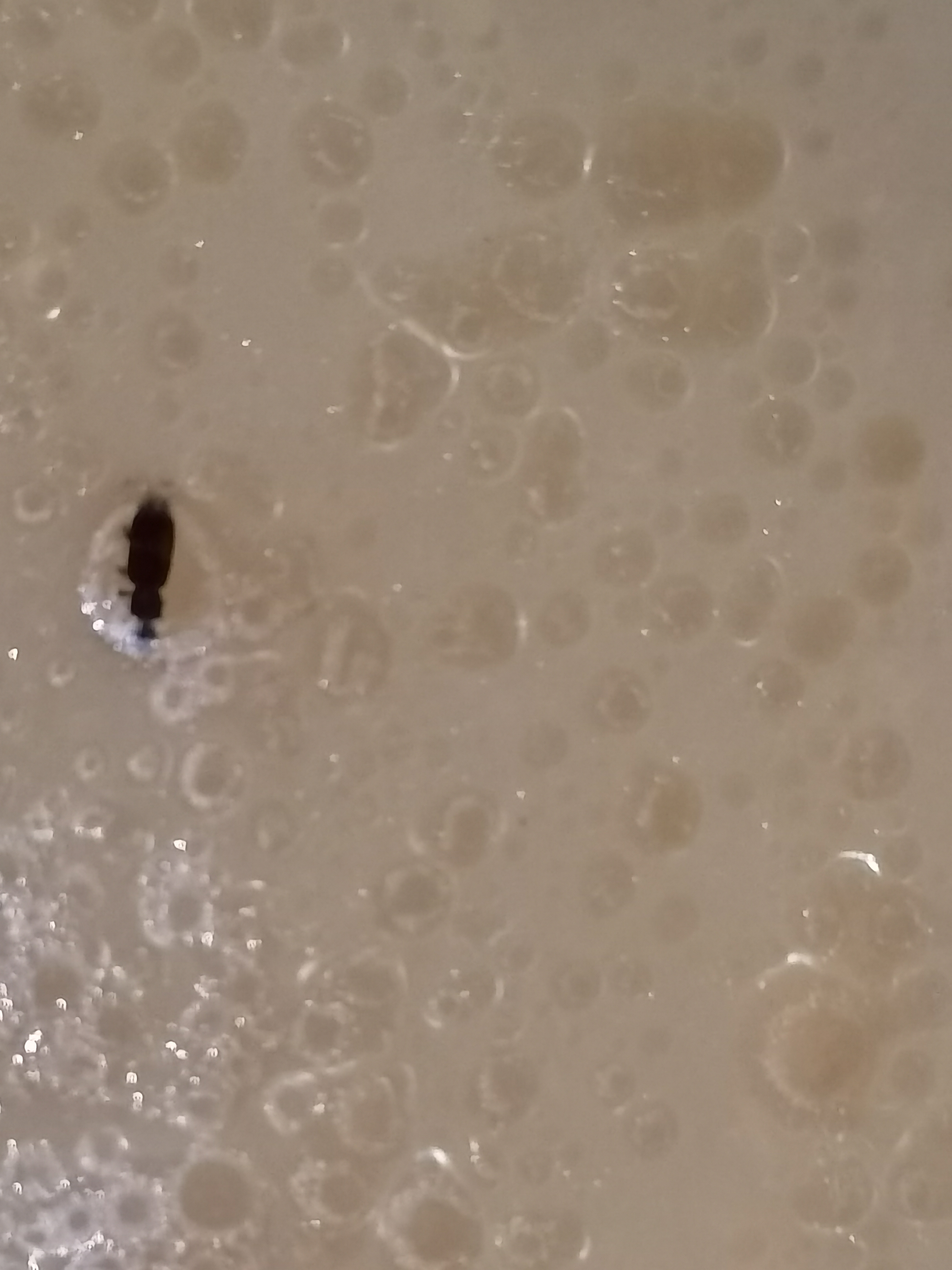 无语死了,晚上吃方便面的时候吃出一只虫子,打电话给康师傅,方便面的