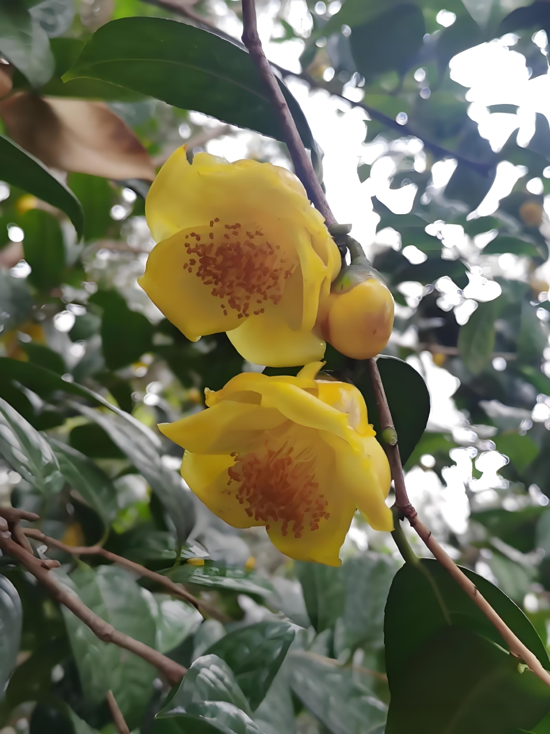 红瓣层层枝密,花心