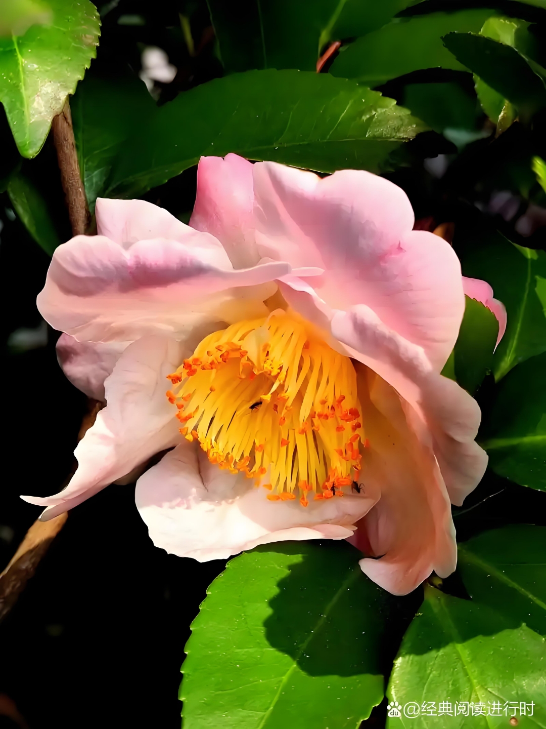 红瓣层层枝密,花心