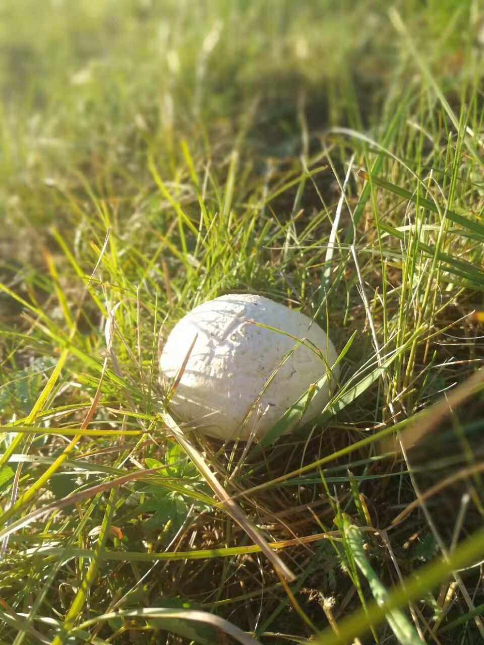 赤峰特产:白蘑
