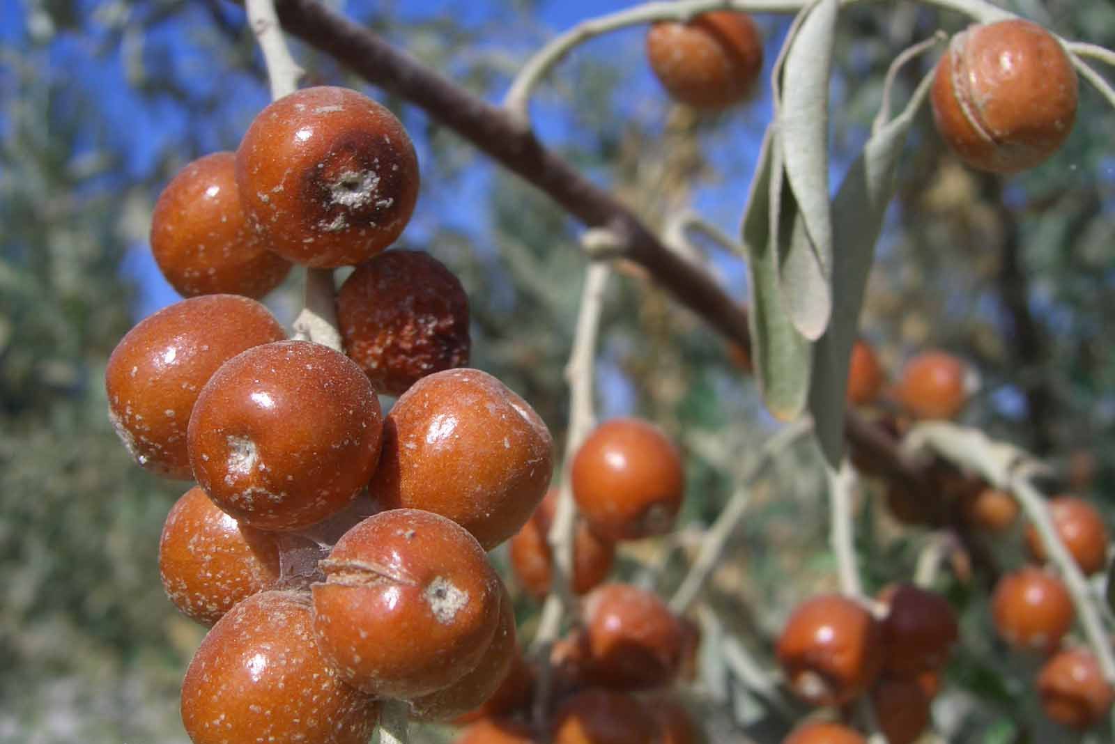 鄂尔多斯特产:沙枣.