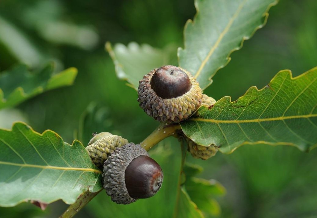 大庆特产:【橡子果】