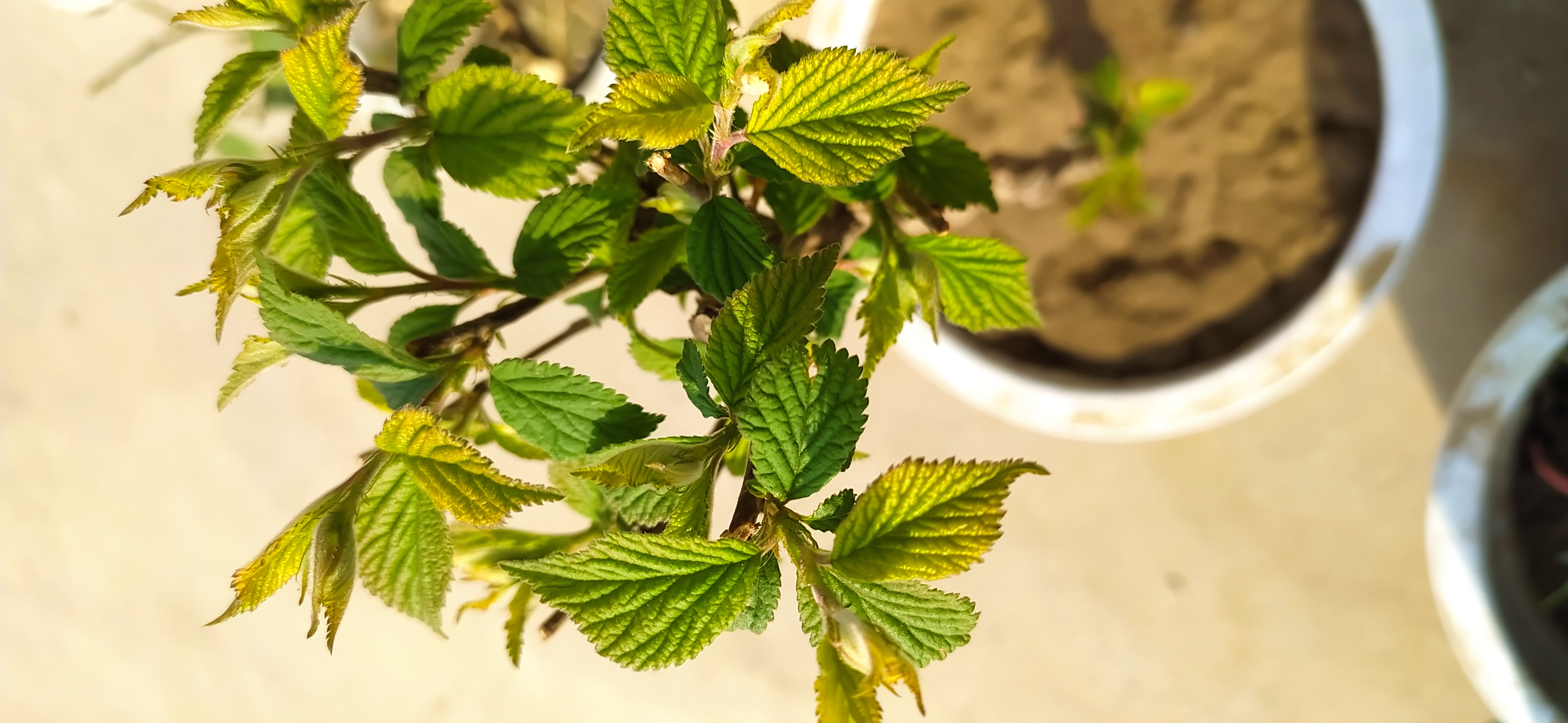3年樱桃树苗价格