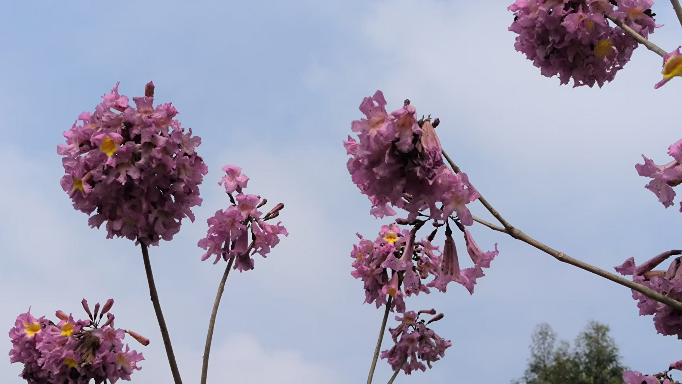 美丽的紫花风铃!你看,花儿都开了,春天还会远吗?