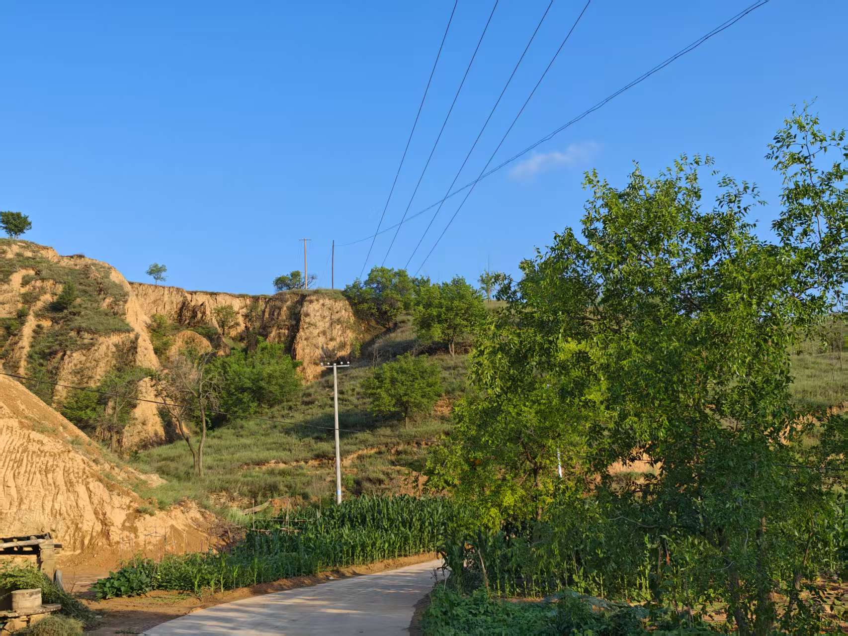但是回到老家后,他得知他大外爷家有羊之后,非要喂羊,中午喂了下午喂