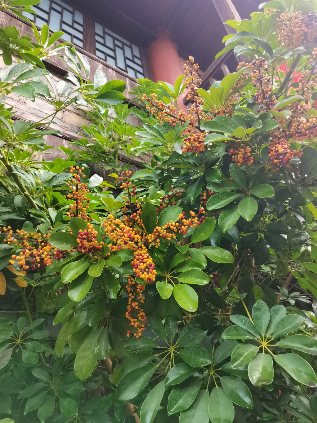 鸭掌木开花结果图片