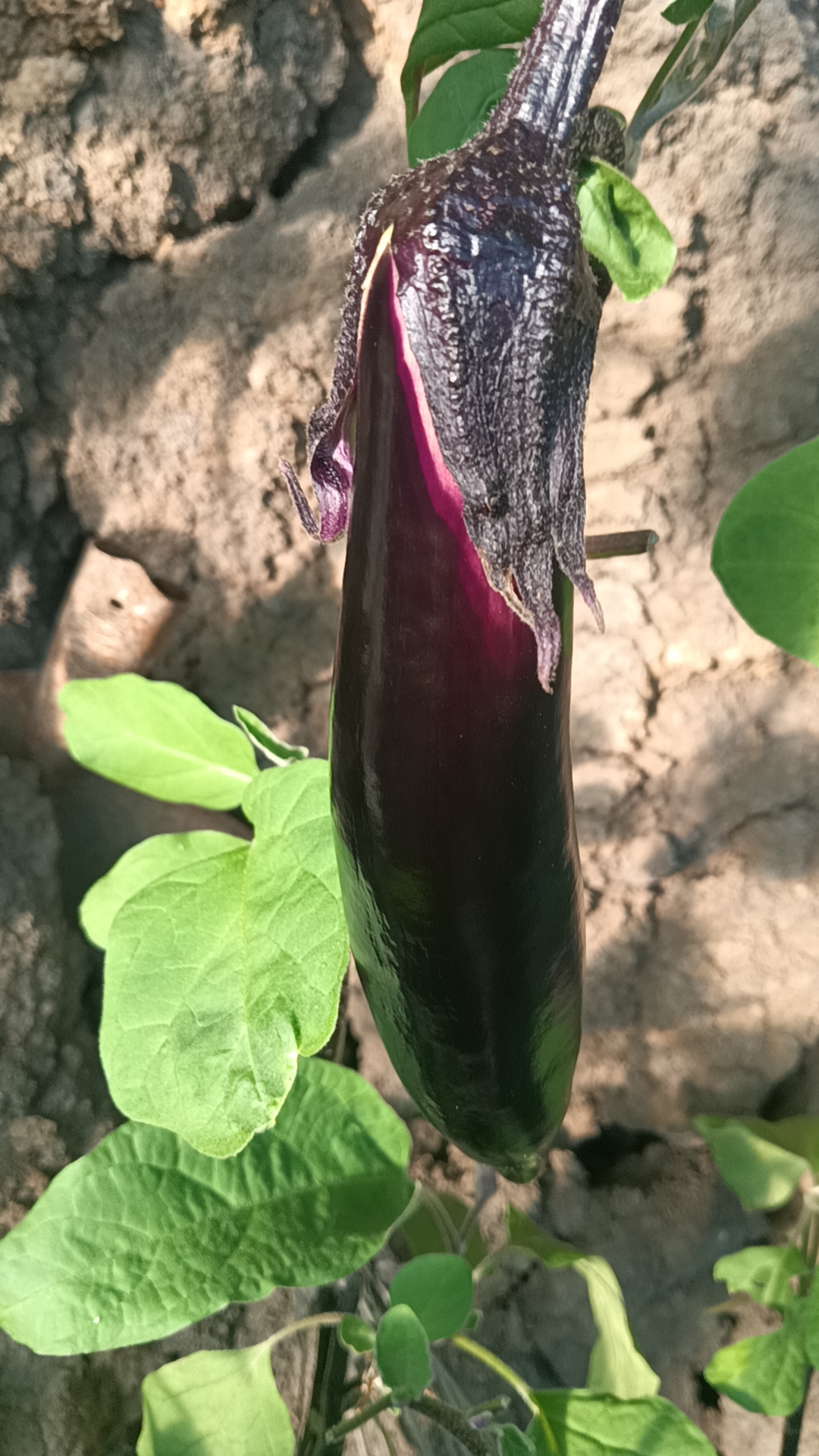 海城市特产,温香镇水果茄子,你吃过吗?