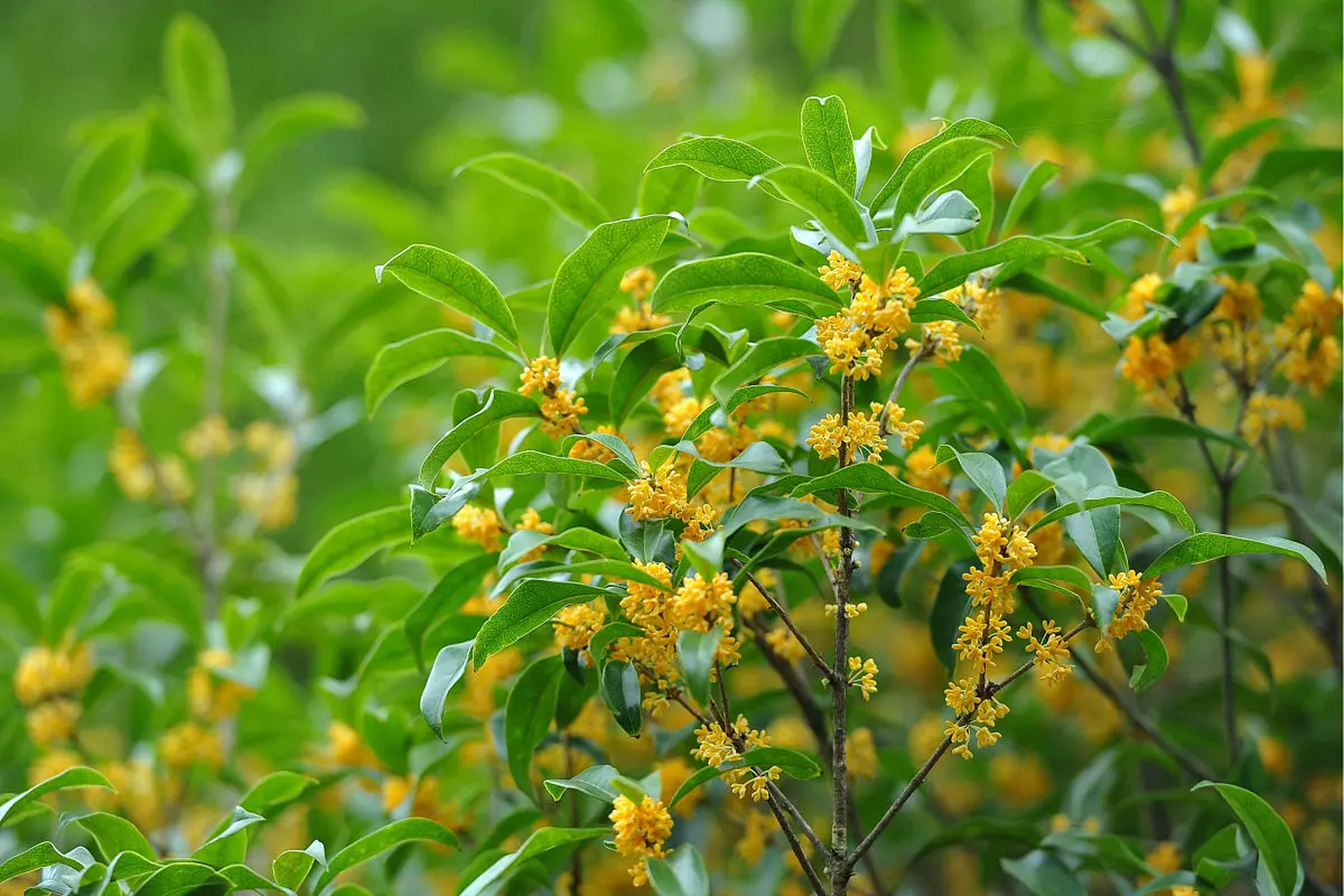 李清照——鹧鸪天.桂花 暗淡轻黄体性柔,情疏迹远只香留.