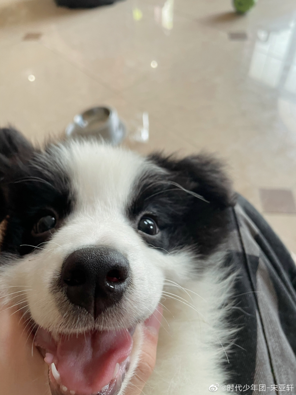 宋鼠标好可爱 #百度娱乐榜# #宋鼠标