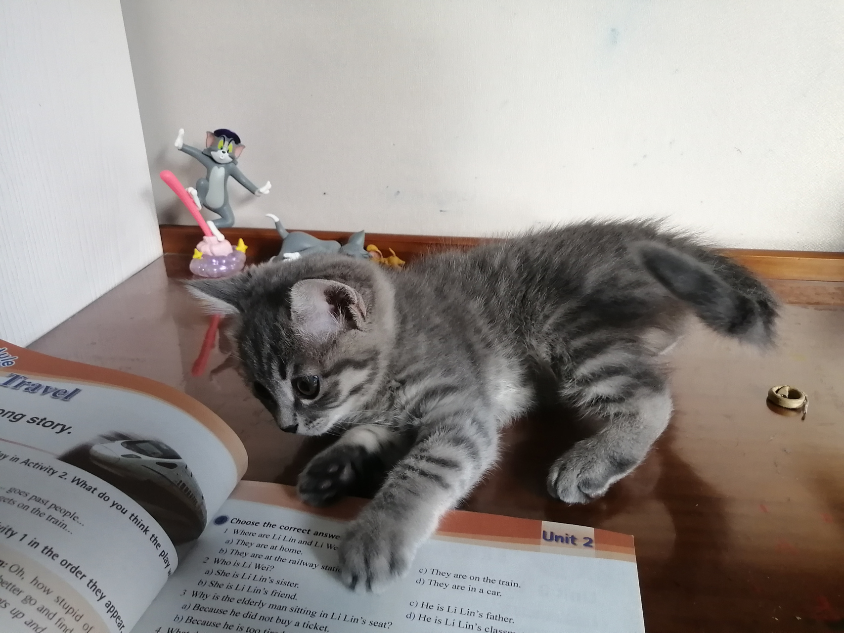 给你们看看我家的超威蓝猫,很活泼,喜欢当老六,藏着沙发底下伸手打人.