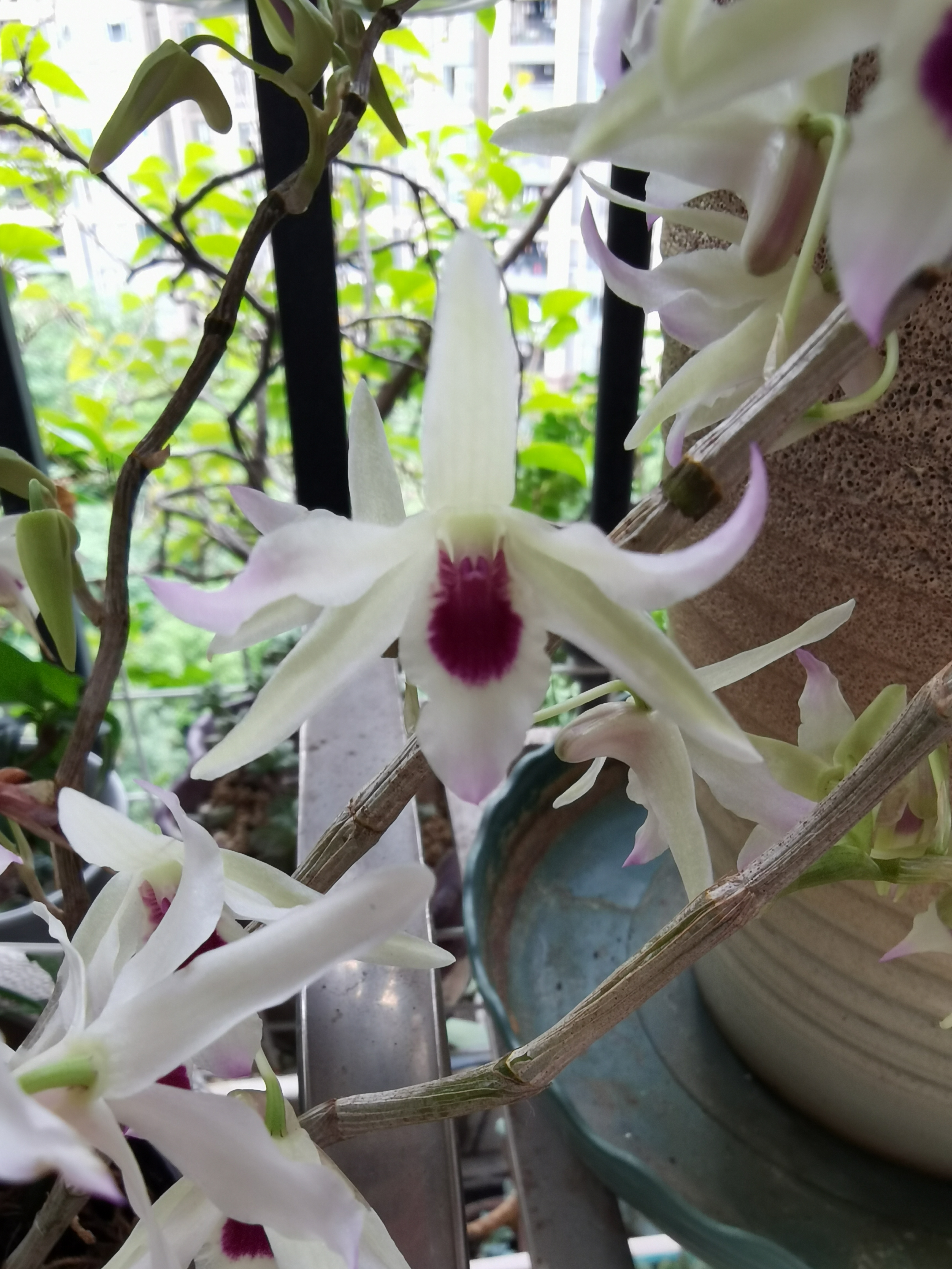 龙石斛,黑金石斛陆续开花了[微笑]