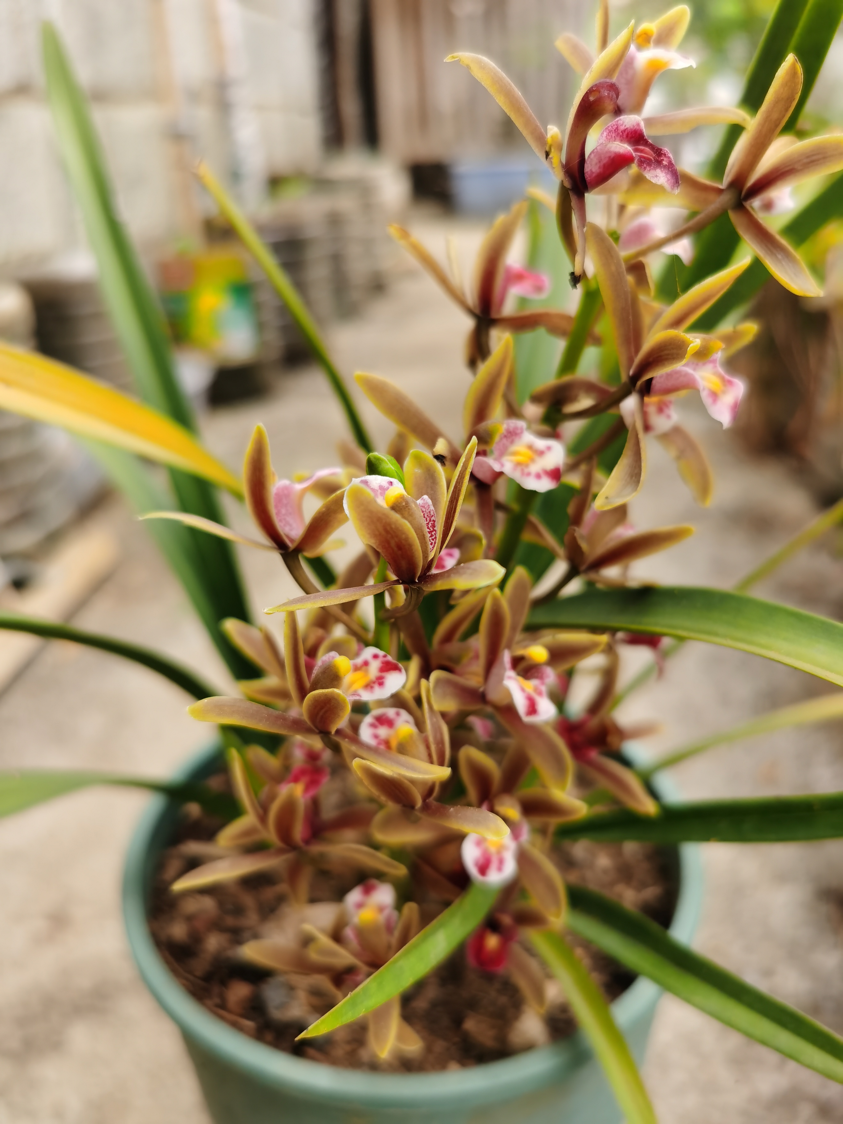 蜜蜂兰虽然没有香味,但它好养,而且花也好看.