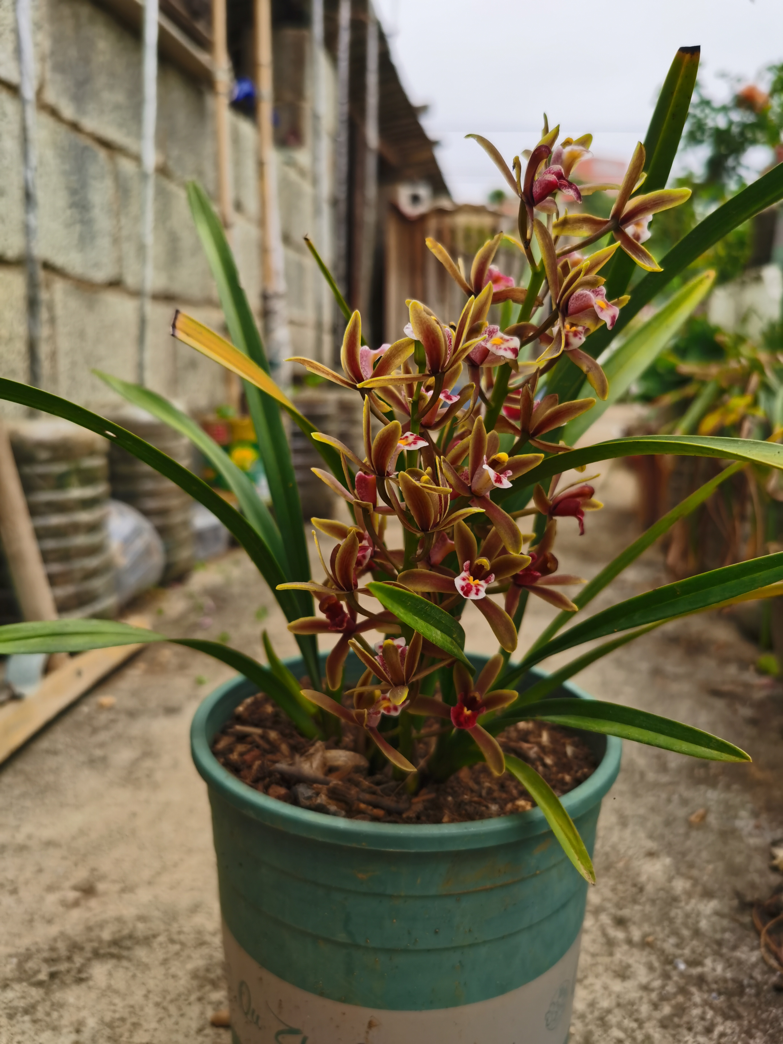 野生蜜蜂兰价钱图片