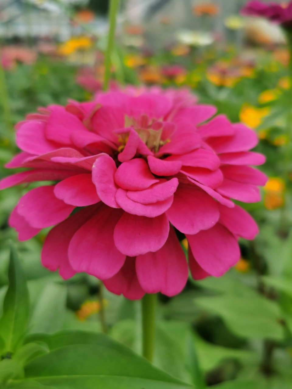 今天在公园散步,看到了百日草的丰富色彩,红的,黄的,橙的,紫的,粉的