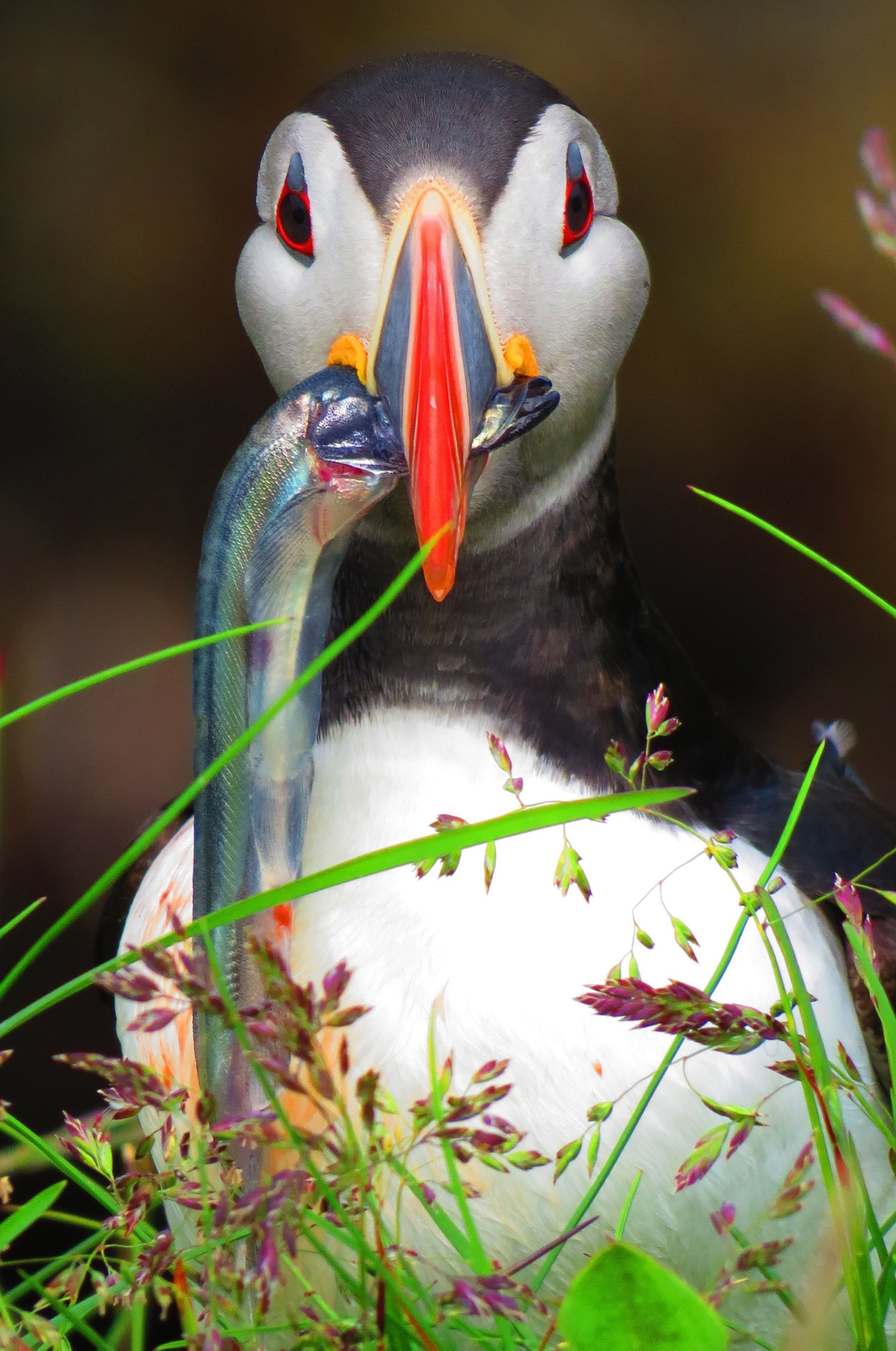 动物世界  每日动物 北极海鹦 atlantic puffin 北极海鹦