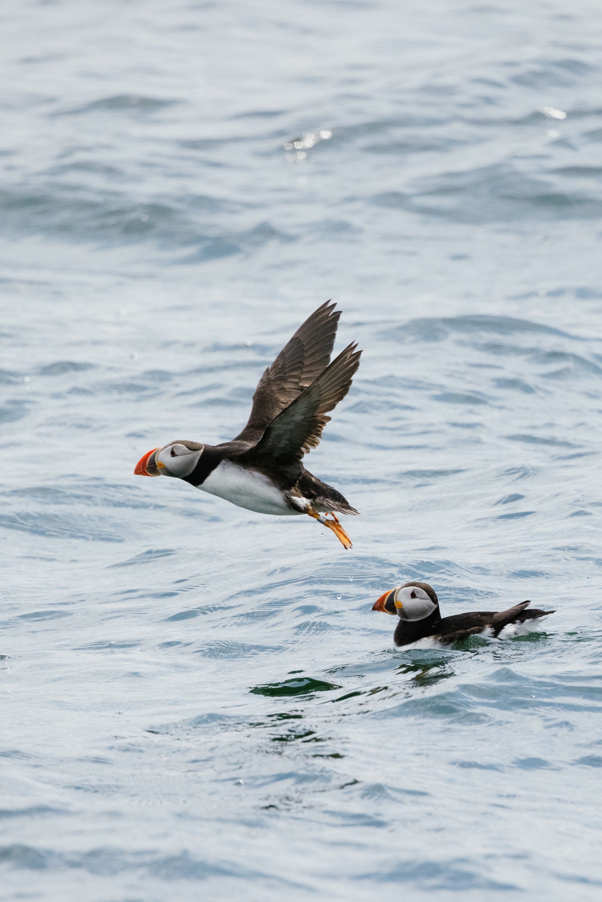 动物世界  每日动物 北极海鹦 atlantic puffin 北极海鹦