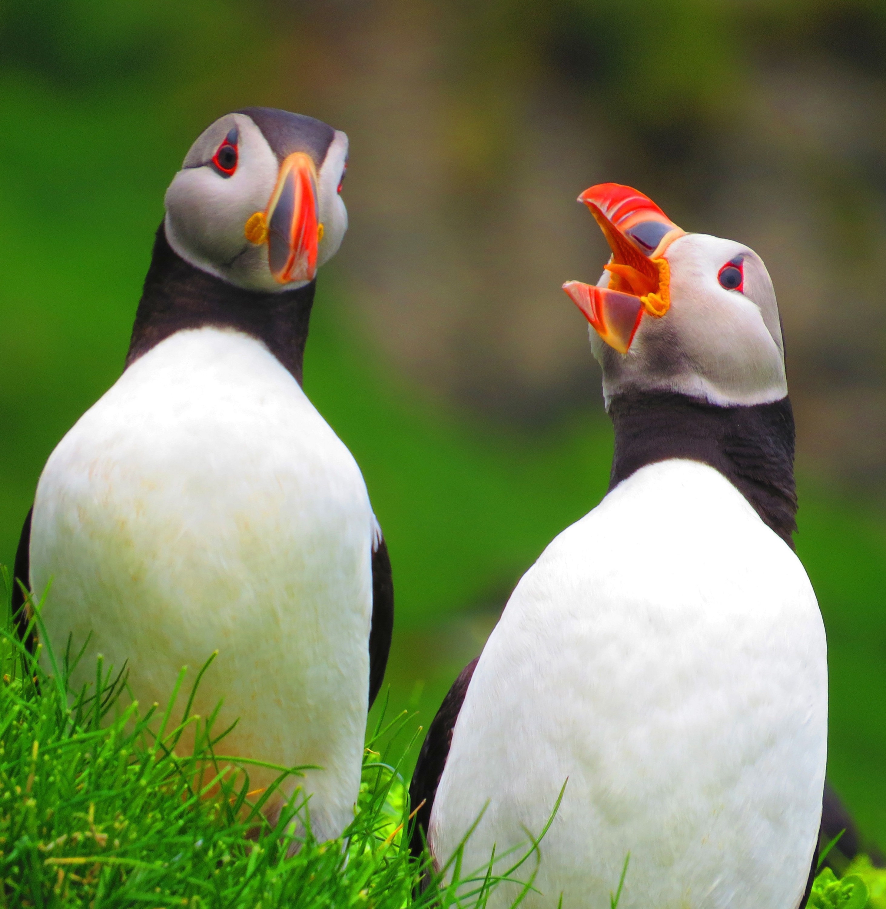 动物世界  每日动物 北极海鹦 atlantic puffin 北极海鹦