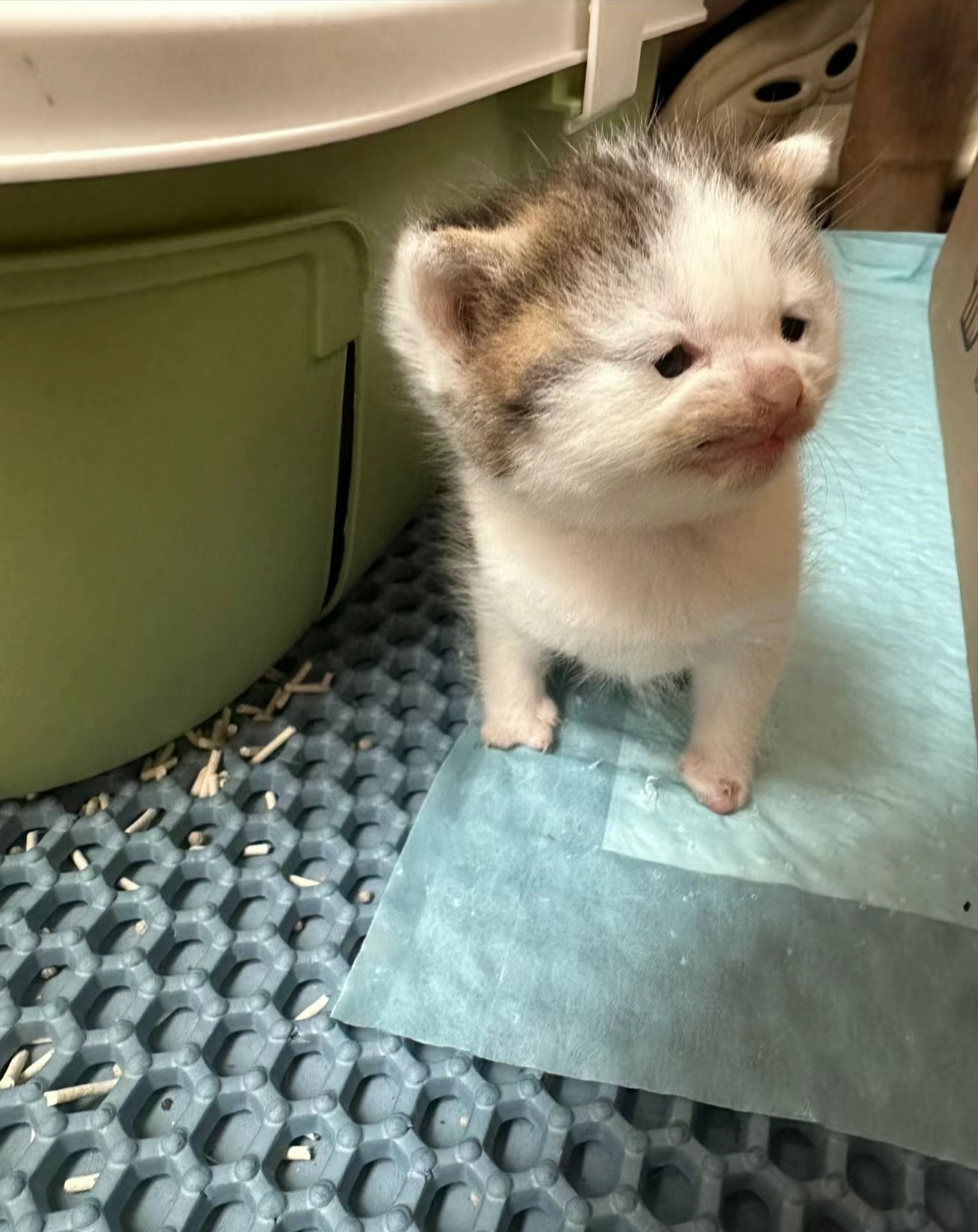 刚出生的小猫都是这样吗?它的小眼睛像哪个明星啊?