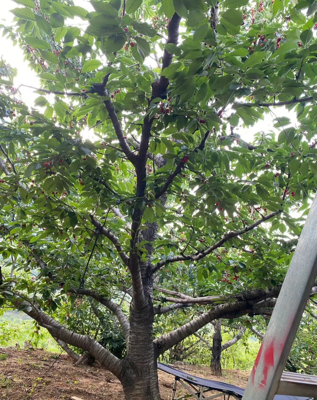 二十年的大樱桃树,结的樱桃密密麻麻,看着就好吃