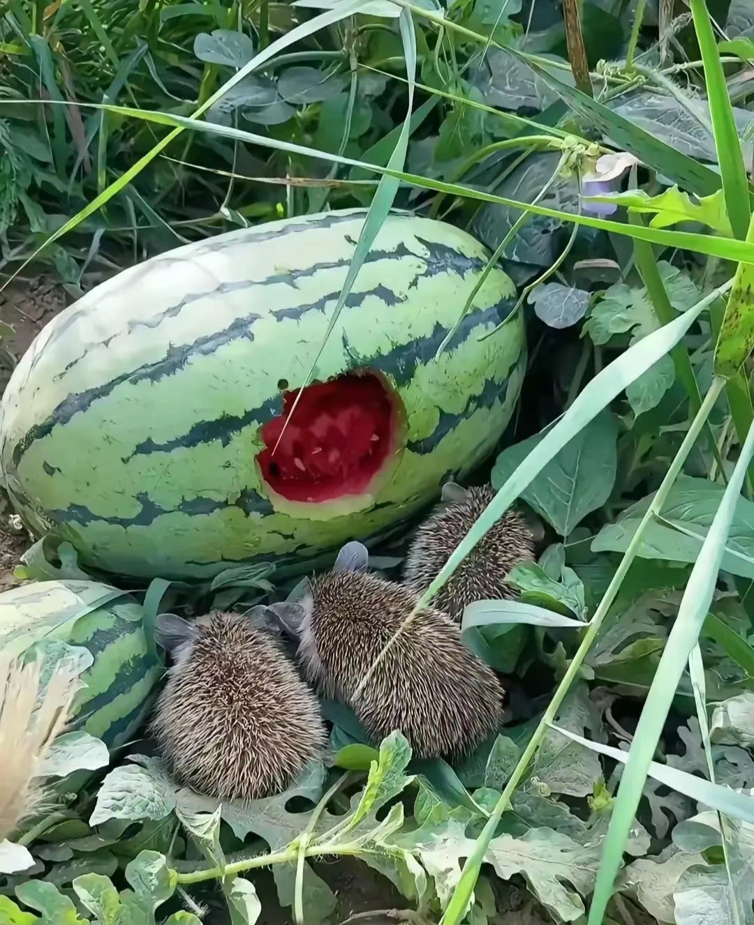 辛辛苦苦种的西瓜,眼看着就要熟了,都被这群偷瓜的老鼠糟蹋完了,太