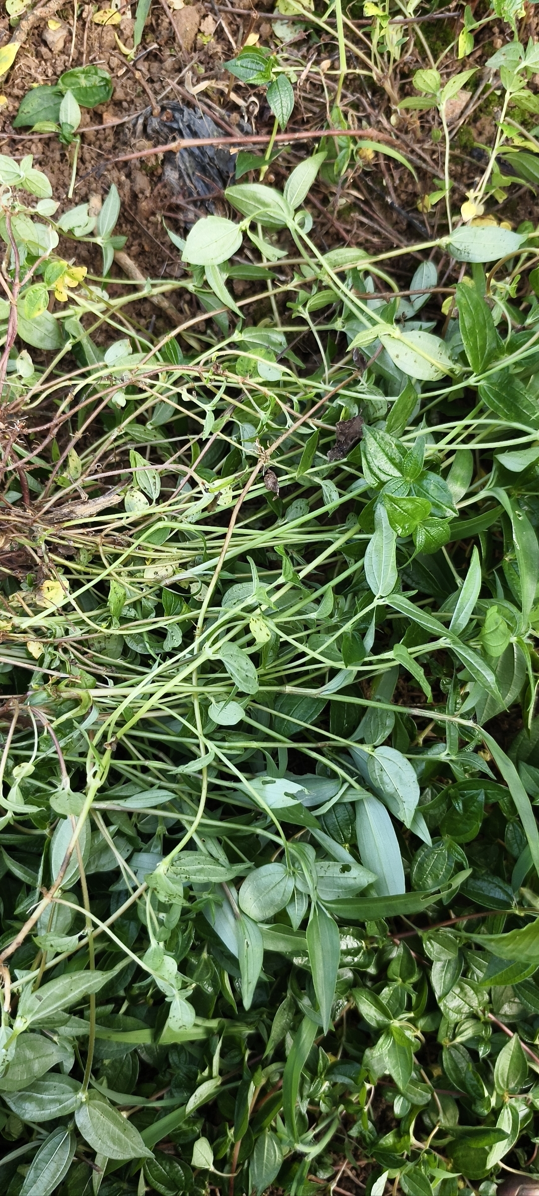 这种也不知道是什么植物,听说是一种药材,有没有知