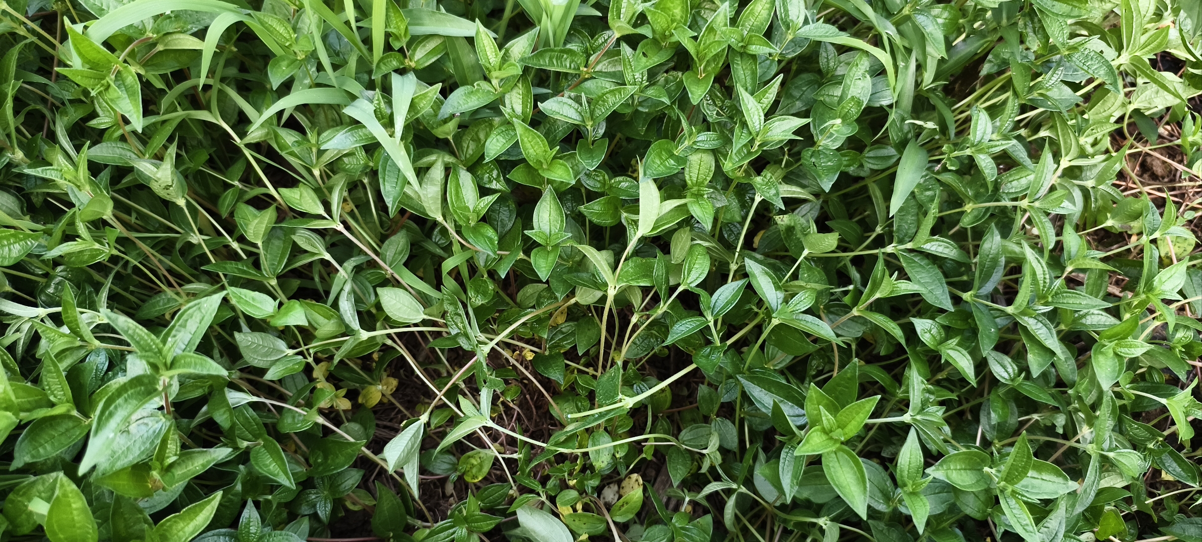 这种也不知道是什么植物,听说是一种药材,有没有知道是什么药材,我们