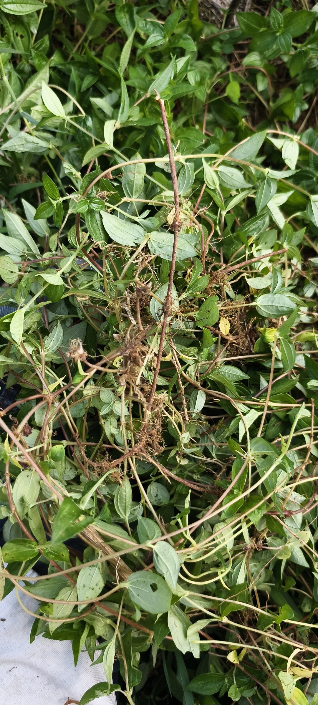 这种也不知道是什么植物,听说是一种药材,有没有知道是什么药材,我们