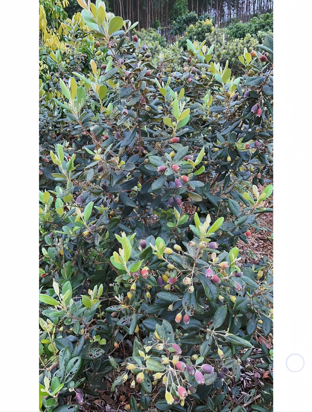 捻子,城里朋友可能不认识.那可是农村的一大宝贝