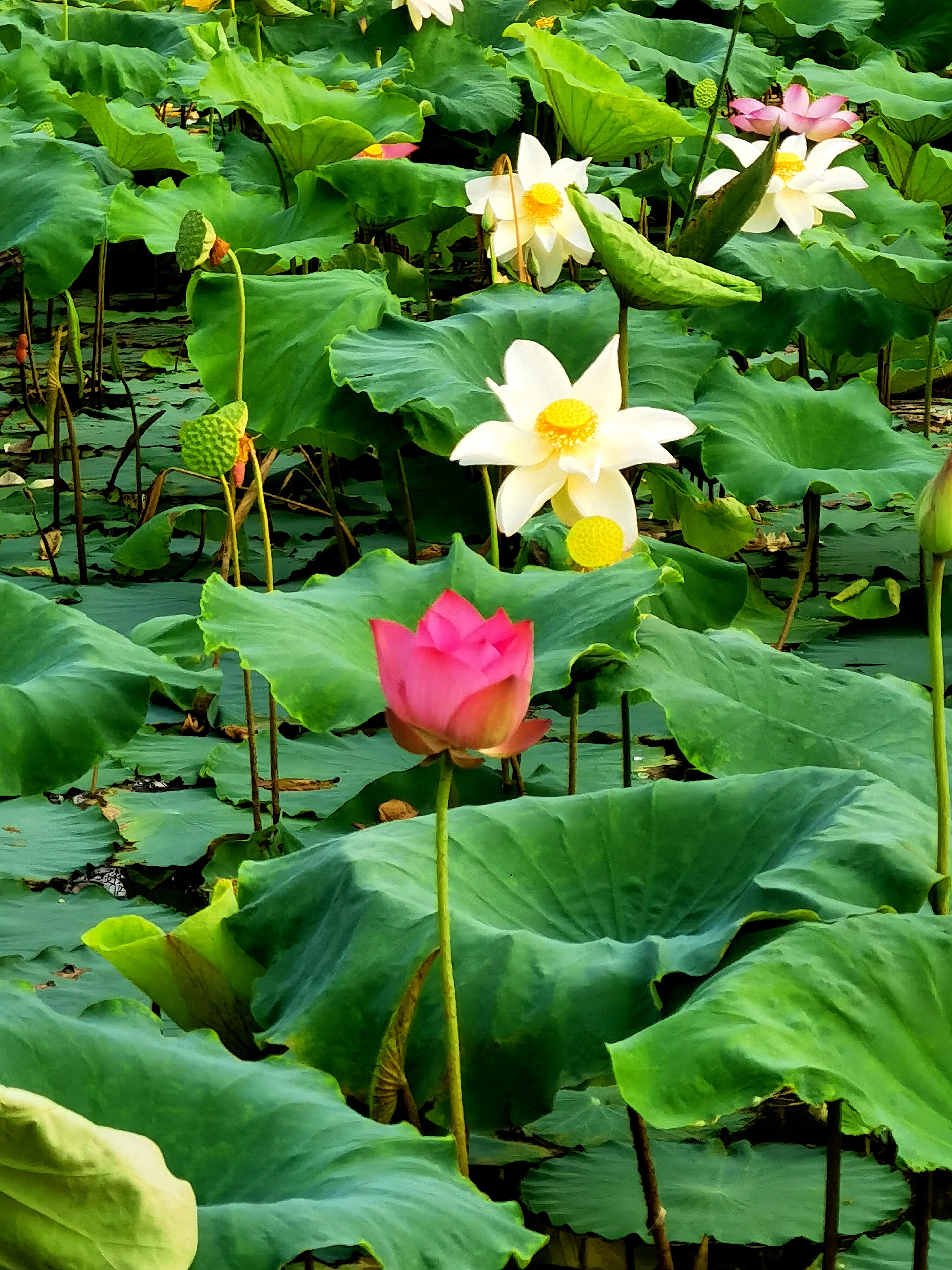 渔舟湾湿地公园图片