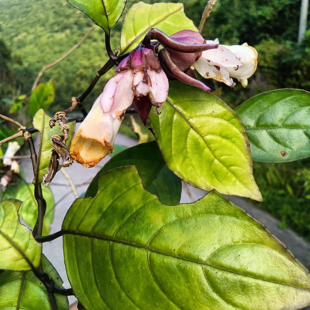 广西都安发现红苞半蒴苣苔