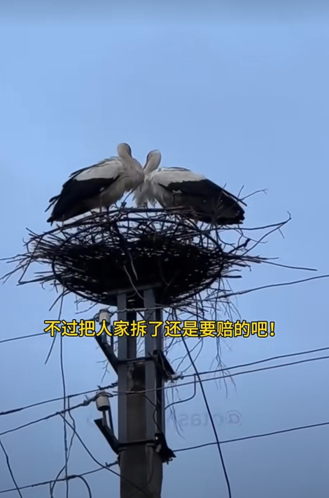 高压水枪摧毁了白鹳夫妇的鸟窝
