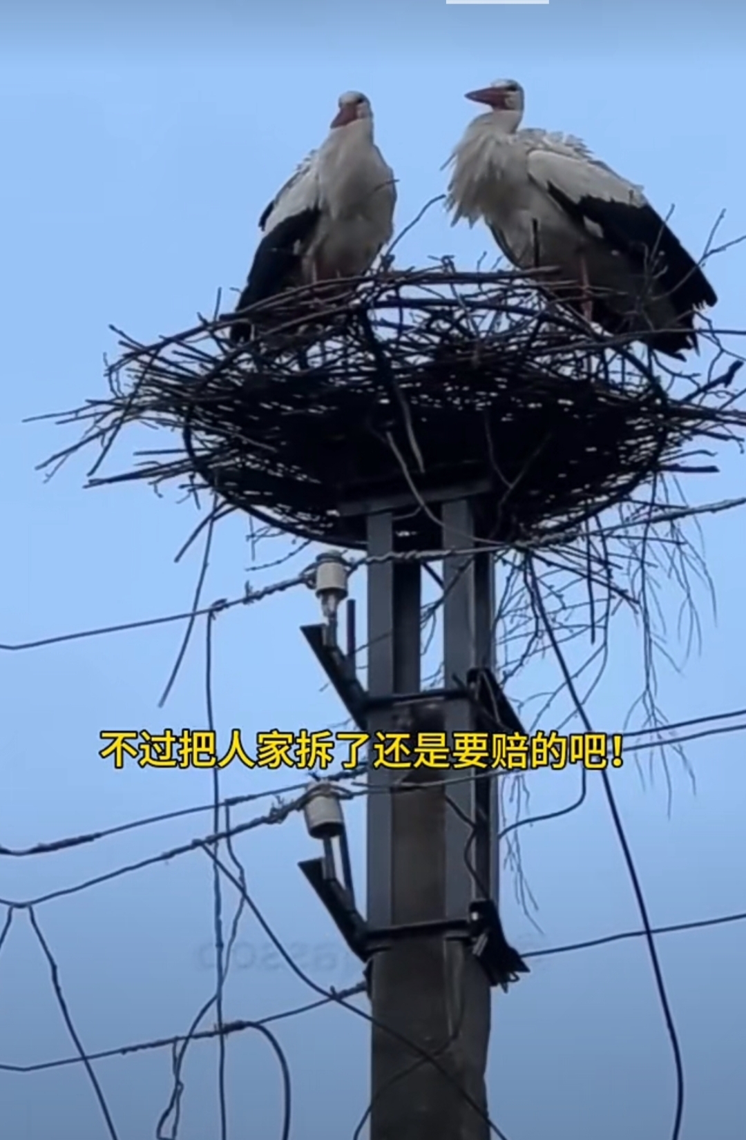 高压水枪摧毁了白鹳夫妇的鸟窝