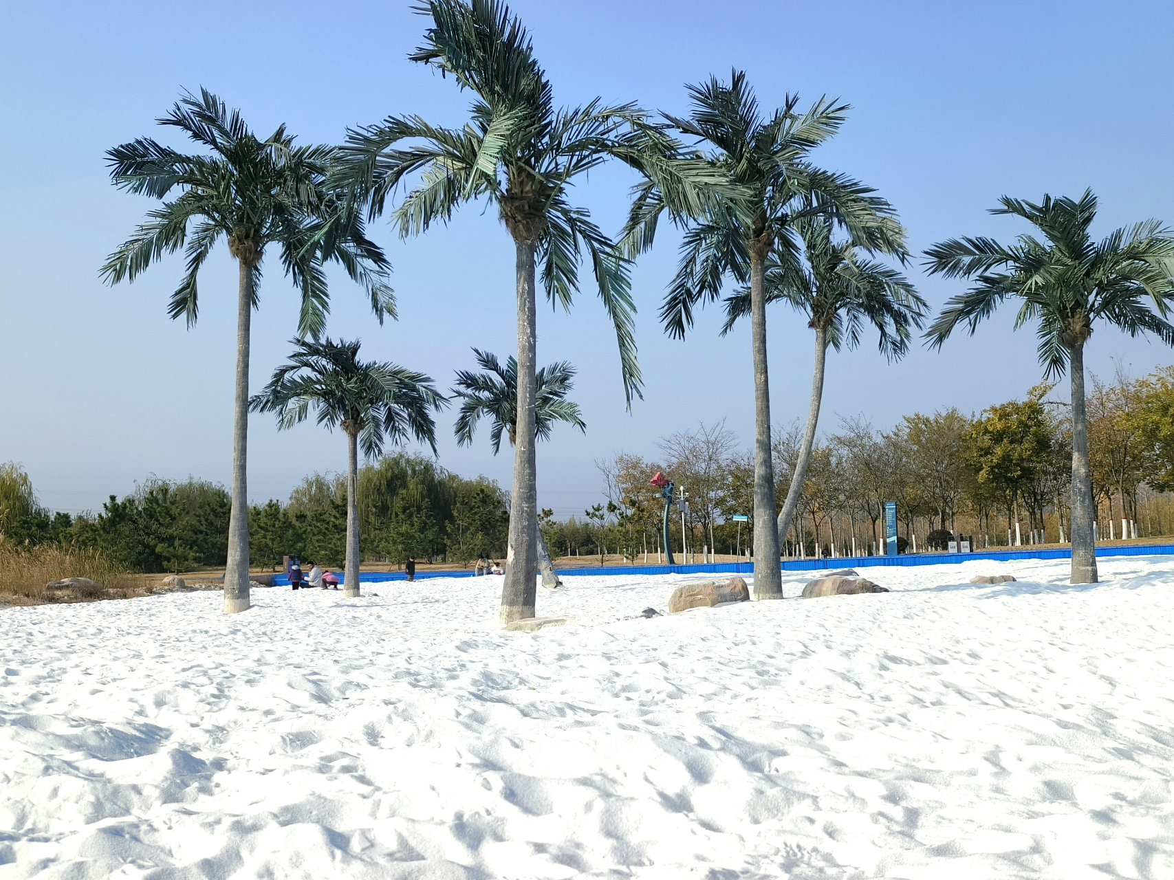 百度秋冬打卡挑战赛# 濮阳著名的"小三亚",湿地公园的白沙滩,沙子又